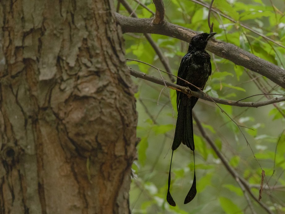 Drongo à raquettes [Hua Hin, Thaïlande]