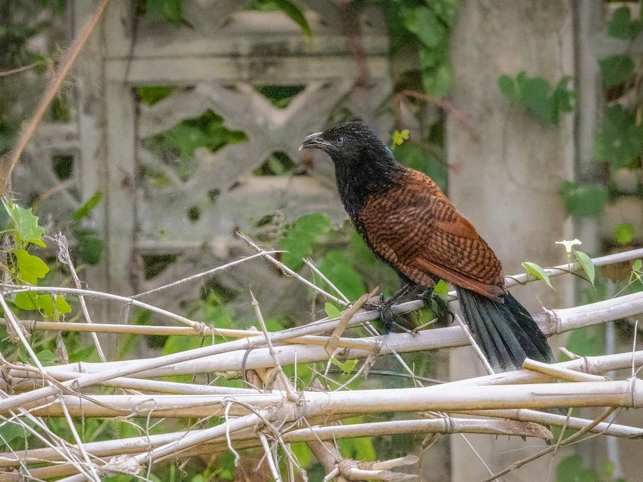 Grand Coucal, immature [Baan Sansuk - Hua Hin, Thaïlande]